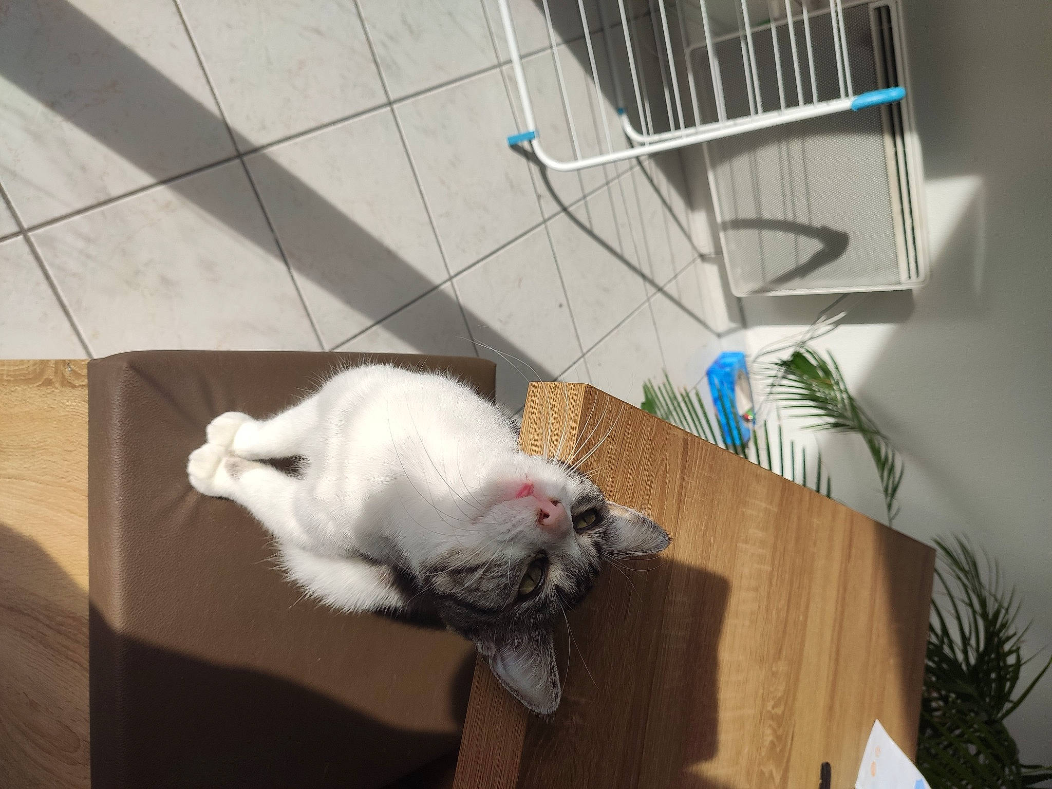 Olly a rejoint le concours — aidez-le/la à gagner de superbes lots ! animal_shelter, carnivore, cat, comfort, companion_dog, dog_breed, domestic_short_haired_cat, felidae, flooring, fur, hardwood, houseplant, paw, pet_supply, plant, small_to_medium_sized_cats, snout, tail, whiskers, wood