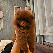 Ekko participe au concours pour gagner de l'argent avec cette photo : animal, brown_fur, cozy, curtains, cute, dog, domestic_animal, dreamcatcher, face, fluffy, furniture, hands, holding, indoor, looking_at_camera, pet, pomeranian, puppy, small_dog, young_dog