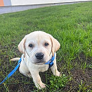 Arrow participe au concours pour gagner de l'argent avec cette photo : puppy, dog, labrador, pet, animal, sitting, grass, outdoor, harness, leash, blue_leash, cream_fur, floppy_ears, brown_eyes, black_nose, portrait, cute, young_dog, lawn, backyard