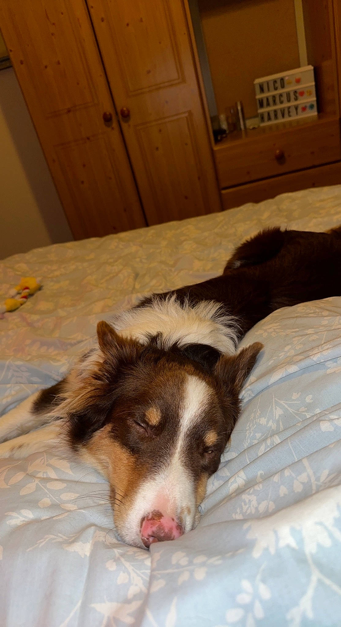 Chase joined the competition — help win amazing prizes! border_collie, cabinetry, carnivore, chest_of_drawers, comfort, companion_dog, dog, dog_breed, drawer, flooring, fur, hardwood, herding_dog, linens, room, terrestrial_animal, texas_heeler, whiskers, wood, working_animal