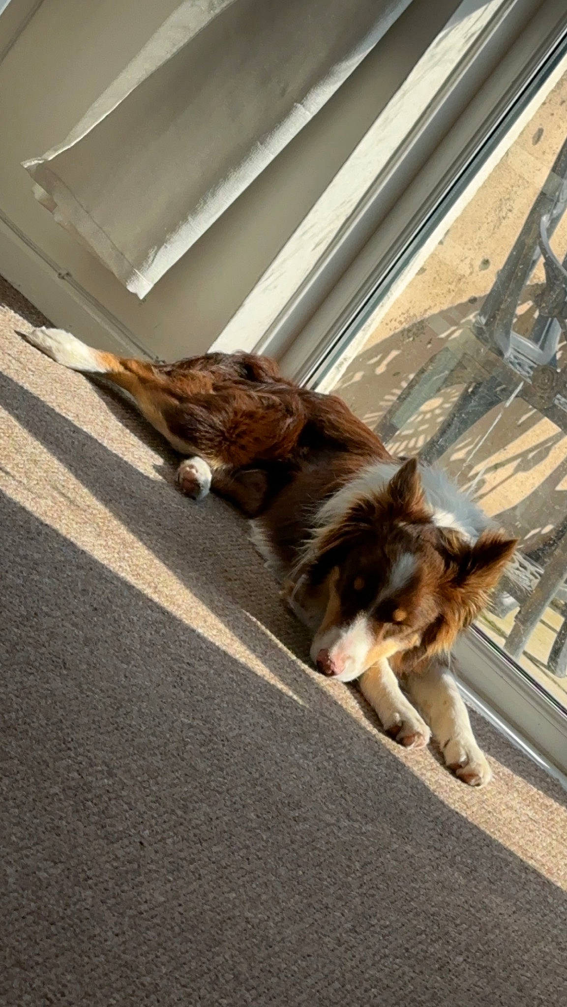 Chase joined the competition — help win amazing prizes! asphalt, canidae, carnivore, companion_dog, dog, dog_breed, fawn, felidae, fur, road, road_surface, shadow, sidewalk, small_to_medium_sized_cats, snout, sporting_group, tail, whiskers, window, wood