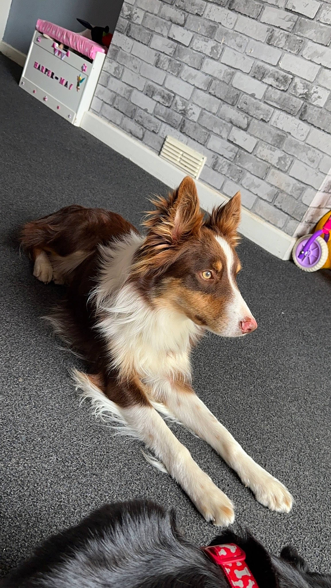 Chase joined the competition — help win amazing prizes! canidae, carnivore, companion_dog, dog, dog_breed, dog_supply, fawn, flooring, foot, fur, herding_dog, road_surface, snout, sporting_group, street, tail, terrestrial_animal, whiskers, window, working_dog