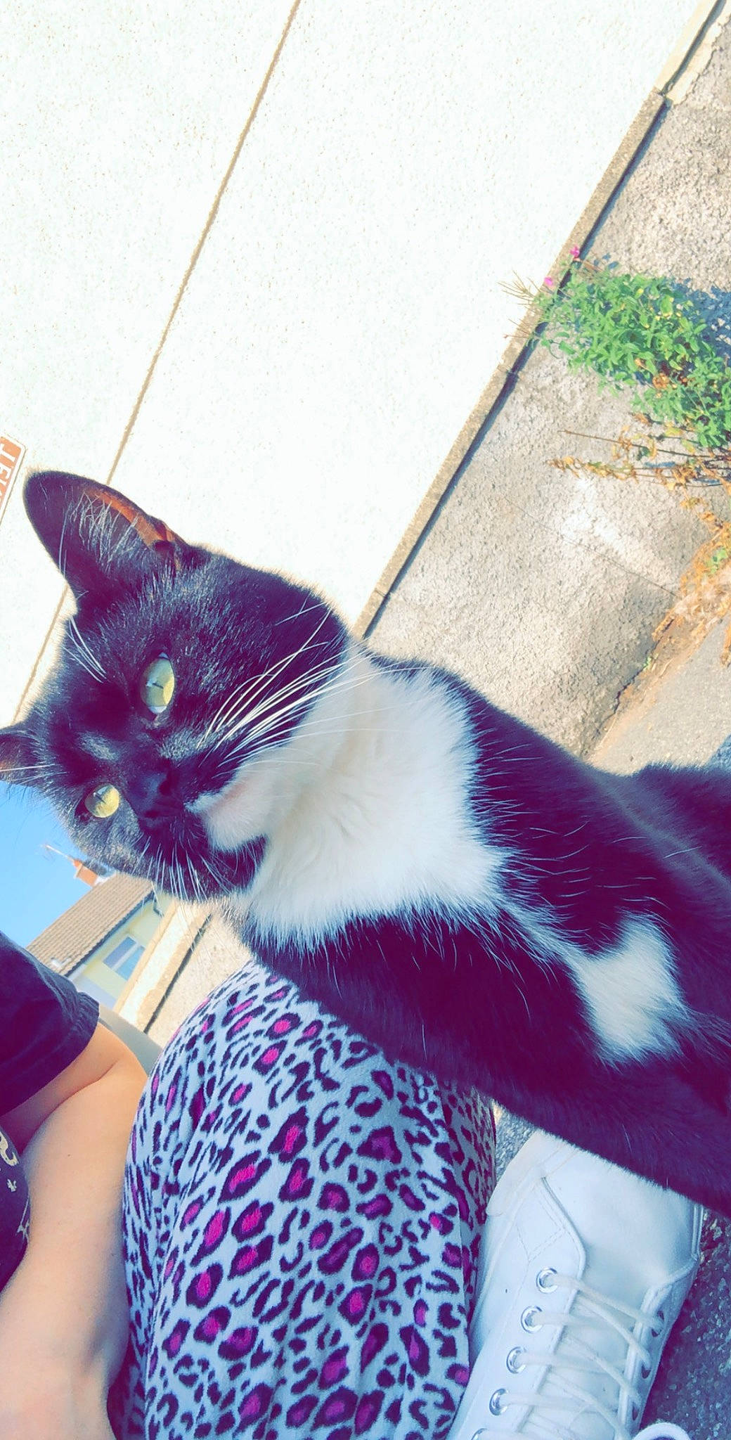 Mittens joined the competition — help win amazing prizes! black_cat, carnivore, cat, domestic_short_haired_cat, electric_blue, felidae, foot, fur, grass, human_leg, lap, paw, plant, road_surface, sitting, small_to_medium_sized_cats, snout, tail, thigh, whiskers