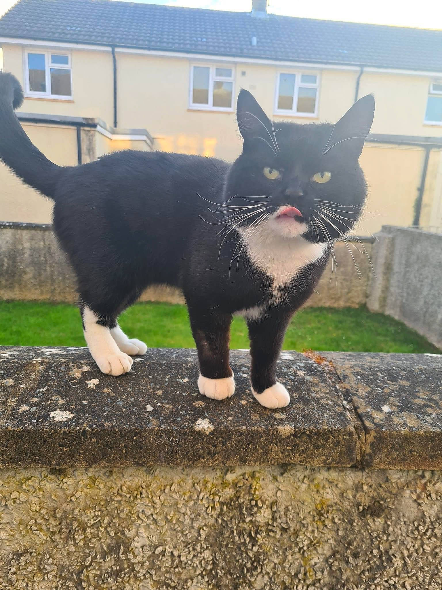 Mittens joined the competition — help win amazing prizes! art, black_cat, carnivore, cat, domestic_short_haired_cat, felidae, fur, grass, grey, mammal, plant, road_surface, small_to_medium_sized_cats, snout, tail, terrestrial_animal, tree, vertebrate, whiskers, window