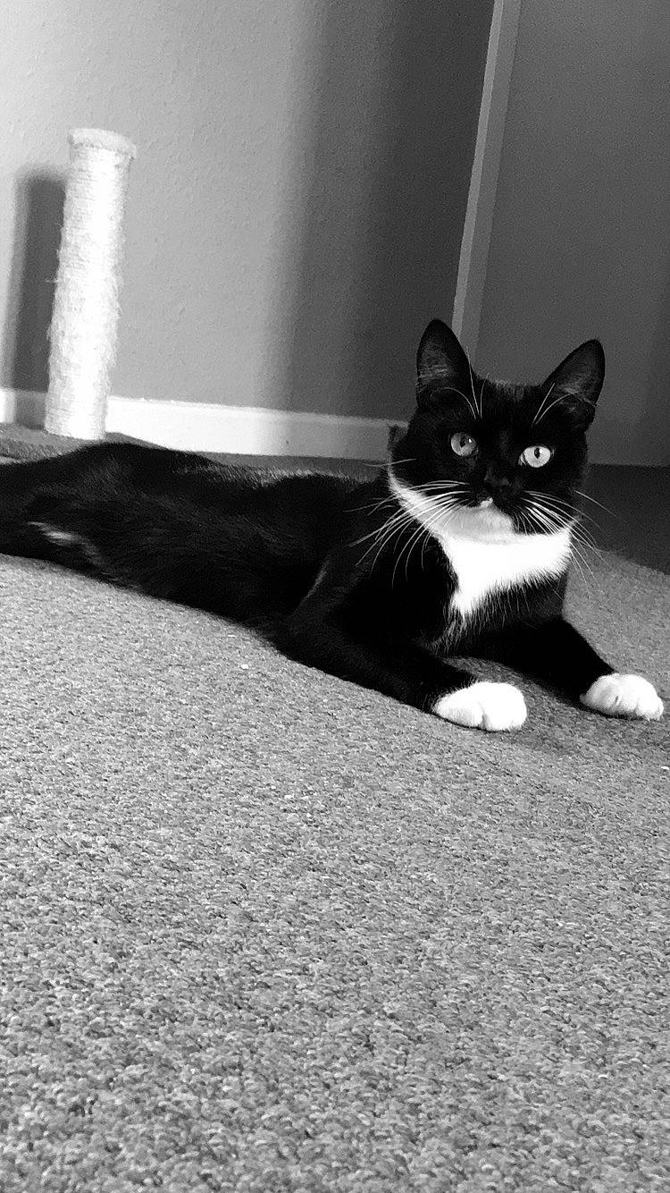 Mittens joined the competition — help win amazing prizes! black, black_and_white, carnivore, cat, comfort, felidae, floor, flooring, grey, human_leg, monochrome, monochrome_photography, road_surface, small_to_medium_sized_cats, snout, style, tail, tints_and_shades, whiskers, wood