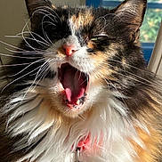 Cali is registered to the contest to win money with this photo: animal, calico, cat, closeup, collar, cute, domestic_cat, expression, feline, fluffy, fur, indoor, mouth_open, pet, portrait, sunlight, tongue, whiskers, window, yawning