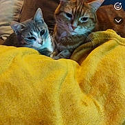 Chaussette participe au concours pour gagner de l'argent avec cette photo : cat, cats, feline, pet, indoor, cozy, blanket, yellow_blanket, couch, pillow, fur, resting, snuggling, domestic_animal, mammal, two_animals, companion, relaxing, home, comfort