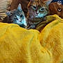 cat, cats, feline, pet, indoor, cozy, blanket, yellow_blanket, couch, pillow, fur, resting, snuggling, domestic_animal, mammal, two_animals, companion, relaxing, home, comfort