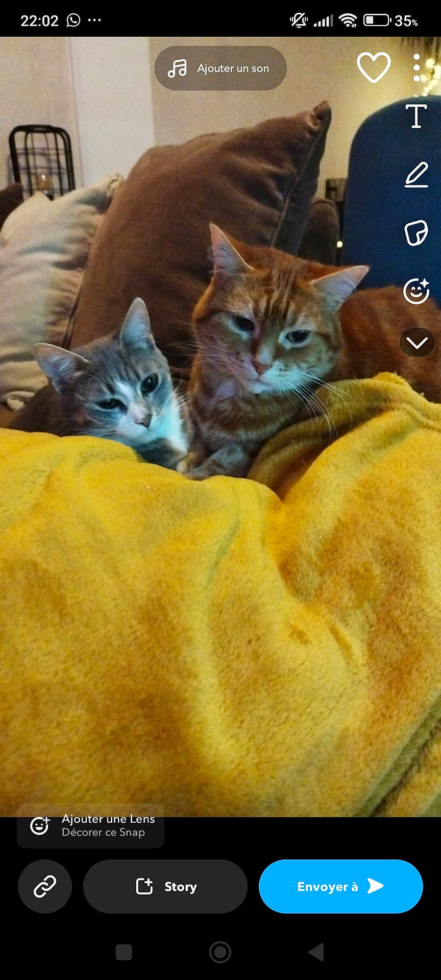 Chaussette participe au concours pour gagner de l'argent avec cette photo : cat, cats, feline, pet, indoor, cozy, blanket, yellow_blanket, couch, pillow, fur, resting, snuggling, domestic_animal, mammal, two_animals, companion, relaxing, home, comfort