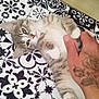 cat, kitten, pet, hand, tattoo, patterned_blanket, black_and_white, cute, fur, paw, relaxed, indoor, animal, touch, petting, resting, soft, feline, cozy, comfort