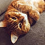 Chaussette participe au concours pour gagner de l'argent avec cette photo : cat, ginger_cat, pet, feline, whiskers, paws, lying_down, cozy, couch, indoor, fur, close_up, relaxed, cute, animal, domestic_animal, portrait, soft, sleepy, resting