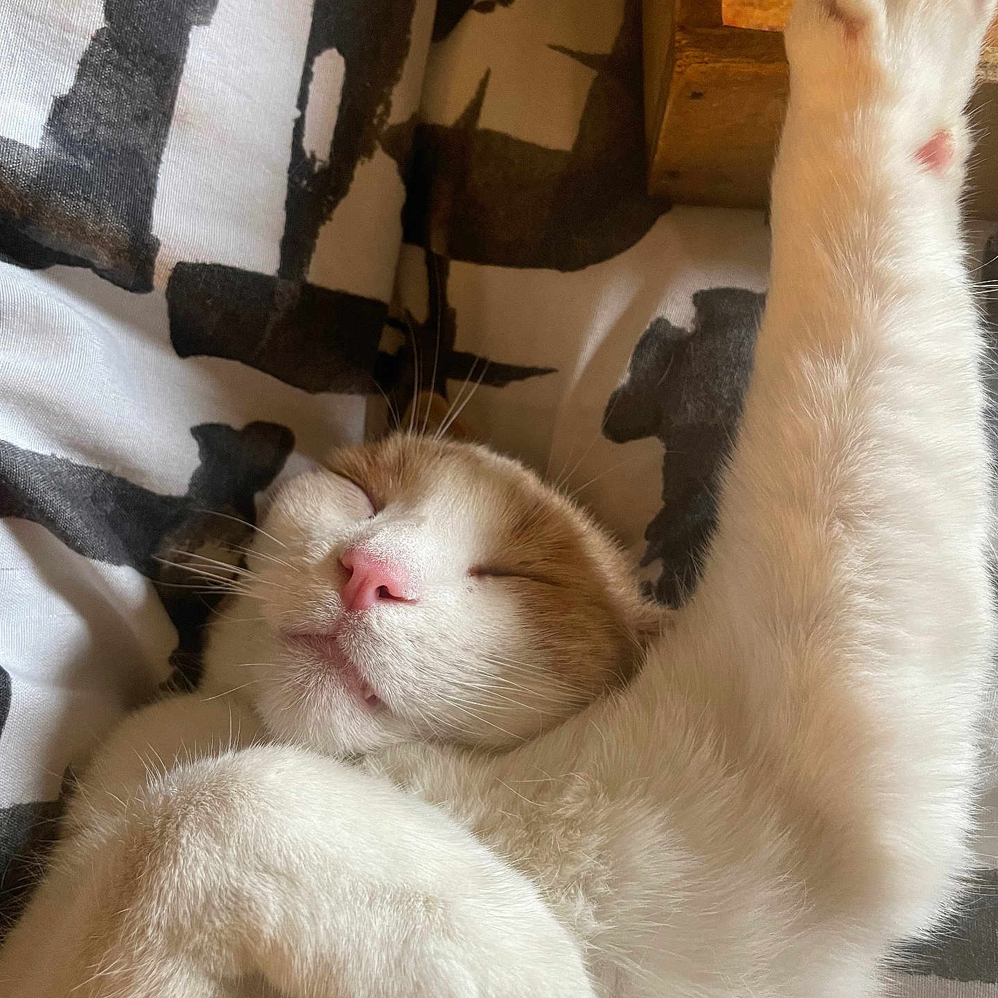 Marsou a rejoint le concours — aidez-le/la à gagner de superbes lots ! animal, blanket, cat, close_up, cozy, cute, domestic, feline, fur, ginger_fur, indoor, nap, paw, pet, relaxed, sleeping, soft, stretching, whiskers, white_fur