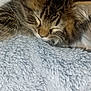 cat, kitten, sleeping, fur, tabby, closeup, cozy, blanket, texture, soft, pet, animal, whiskers, ears, cute, resting, indoor, peaceful, nap, feline