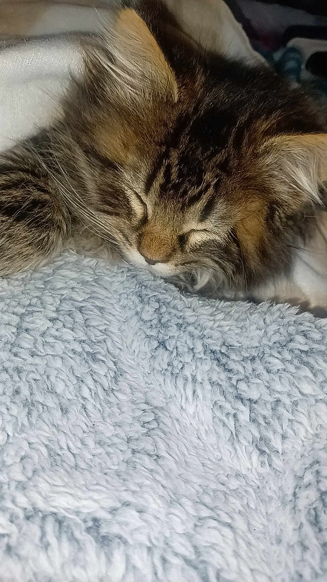 Bear joined the competition — help win amazing prizes! cat, kitten, sleeping, fur, tabby, closeup, cozy, blanket, texture, soft, pet, animal, whiskers, ears, cute, resting, indoor, peaceful, nap, feline