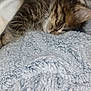 Bear joined the competition — help win amazing prizes! kitten, sleeping, blanket, cozy, soft, fur, pet, resting, indoor, closeup, cute, animal, tabby, warm, comfort, texture, nap, peaceful, domestic, feline
