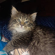 Bear joined the competition — help win amazing prizes! kitten, cat, furry, plush_toy, indoor, close_up, pet, cute, sleepy, soft, domestic_animal, animal, whiskers, young, brown, striped, toy, relaxed, companion, feline