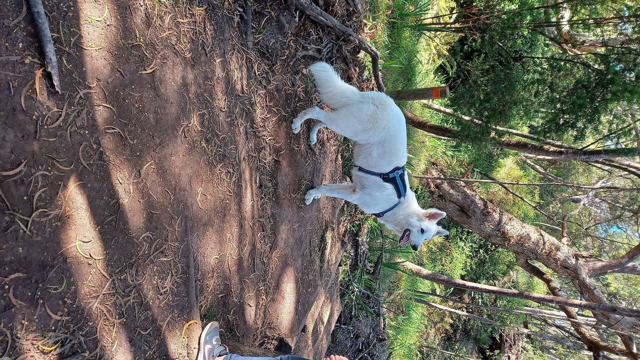 Sangha participe au concours pour gagner de l'argent avec cette photo : canidae, dog, dog_breed, fawn, forest, grass, jungle, leisure, nature_reserve, people_in_nature, plant, soil, sporting_group, tail, tree, trunk, twig, wildlife, wood, woodland