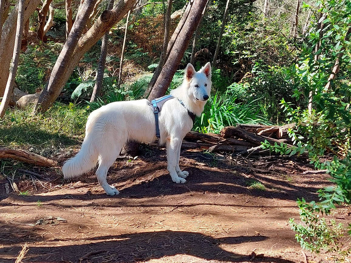 Sangha participe au concours pour gagner de l'argent avec cette photo : canidae, carnivore, collar, companion_dog, dog, dog_breed, forest, grass, jungle, mammal, plant, soil, sporting_group, tail, terrestrial_animal, terrestrial_plant, tree, wood, woodland, working_animal