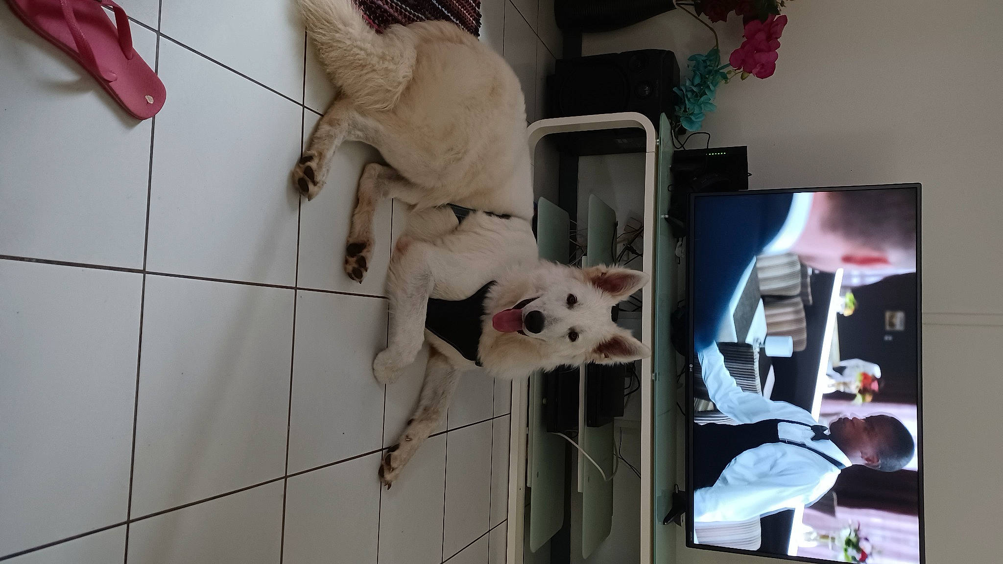 Sangha a rejoint le concours — aidez-le/la à gagner de superbes lots ! canidae, carnivore, companion_dog, display_device, dog, dog_breed, dog_supply, fawn, flooring, fur, houseplant, machine, non_sporting_group, plant, room, snout, sporting_group, tail, wood, working_animal