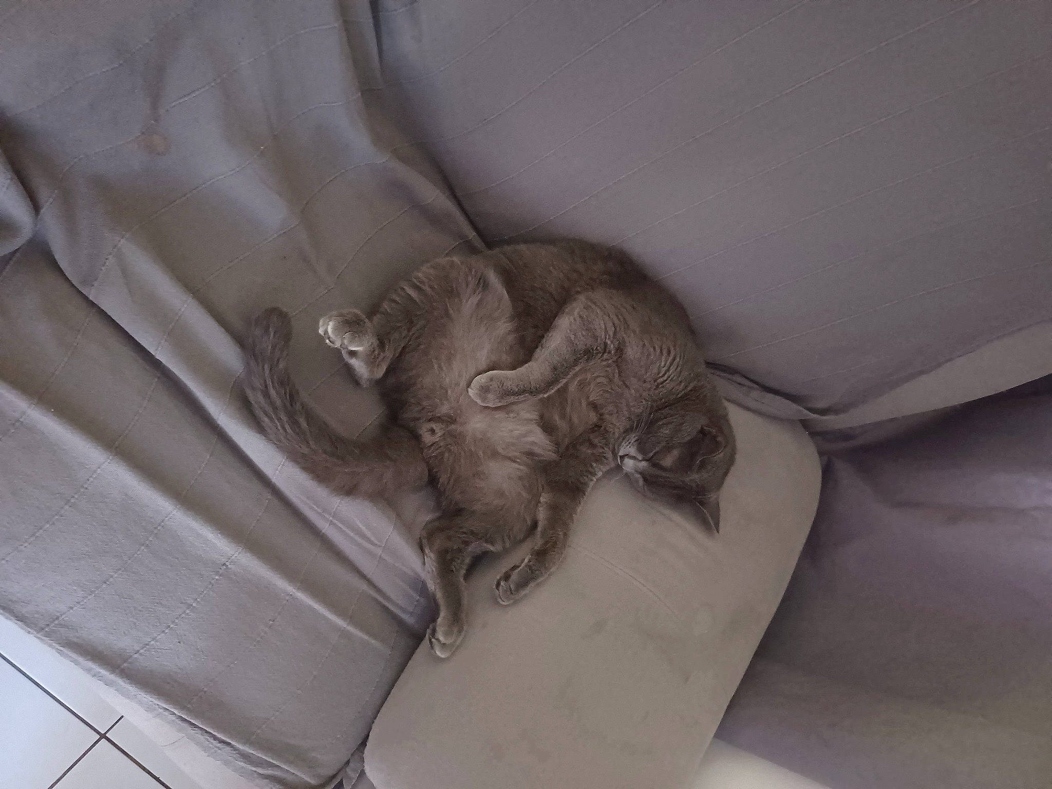 Tigris a rejoint le concours — aidez-le/la à gagner de superbes lots ! carnivore, cat, cat_bed, comfort, couch, domestic_short_haired_cat, felidae, fur, grey, linens, nap, room, sleep, small_to_medium_sized_cats, tail, whiskers