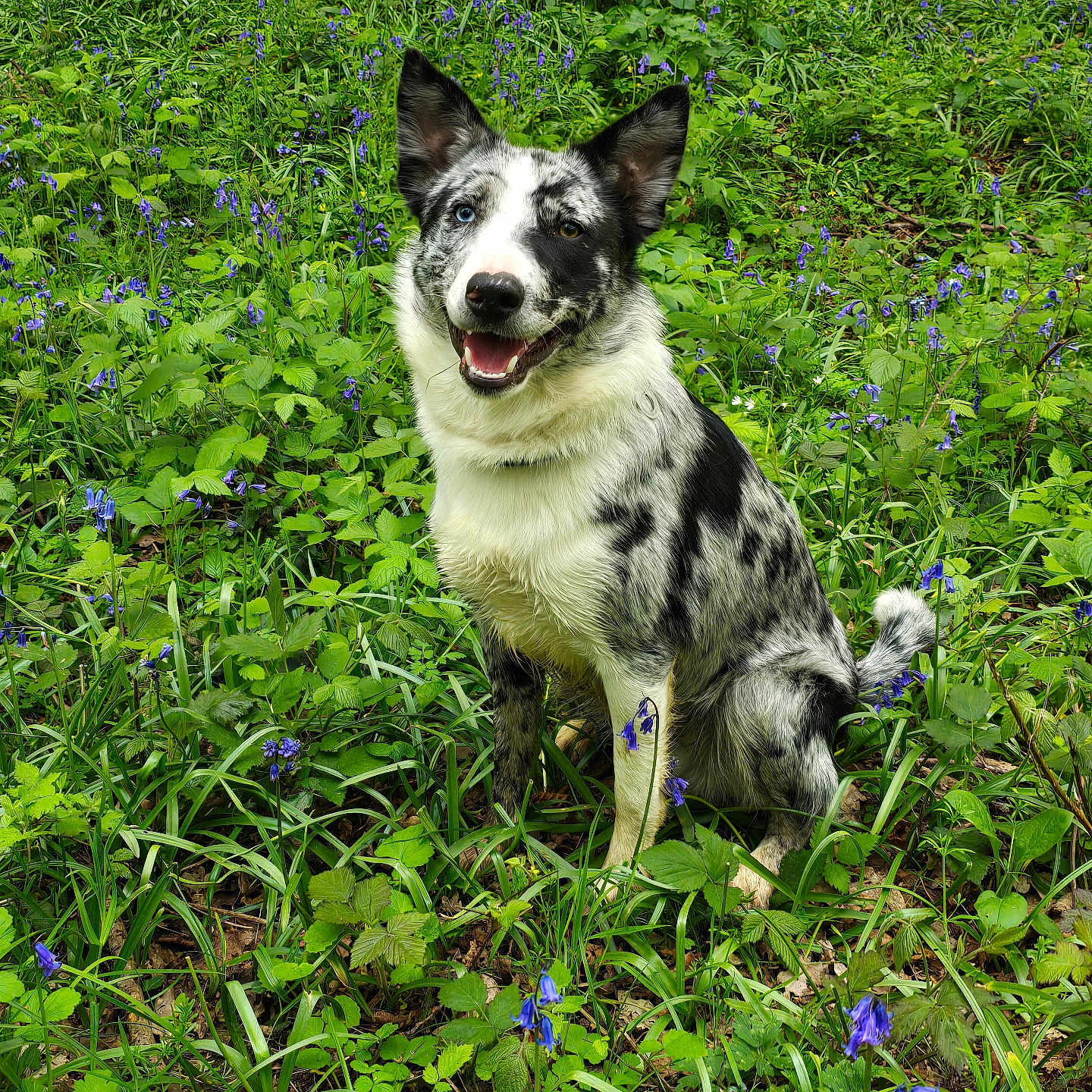 Atlas joined the competition — help win amazing prizes! animal, canine, dog, field, flower, geranium, grass, grassland, herbal, herbs, husky, land, nature, outdoors, pet, plant, puppy, tree, vegetation, woodland