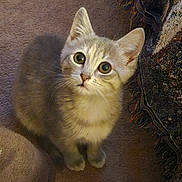 Pearl is registered to the contest to win money with this photo: kitten, cat, pet, animal, feline, fur, whiskers, carpet, indoor, cute, young, wide_eyes, adorable, small, domestic, sitting, looking_up, soft_light, texture, cozy
