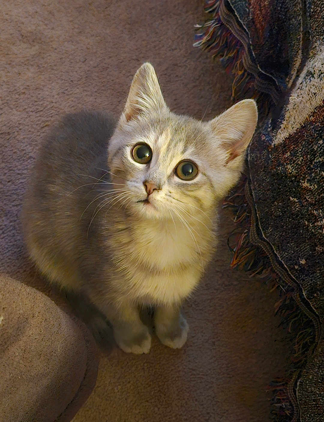 Pearl is registered to the contest to win money with this photo: kitten, cat, pet, animal, feline, fur, whiskers, carpet, indoor, cute, young, wide_eyes, adorable, small, domestic, sitting, looking_up, soft_light, texture, cozy