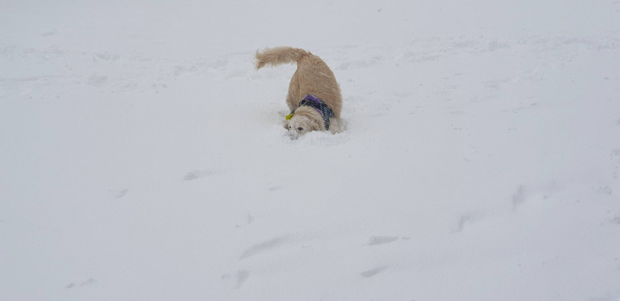 Nessy participe au concours pour gagner de l'argent avec cette photo : arctic, blizzard, canidae, carnivore, freezing, geological_phenomenon, snow, weasel, winter, winter_storm