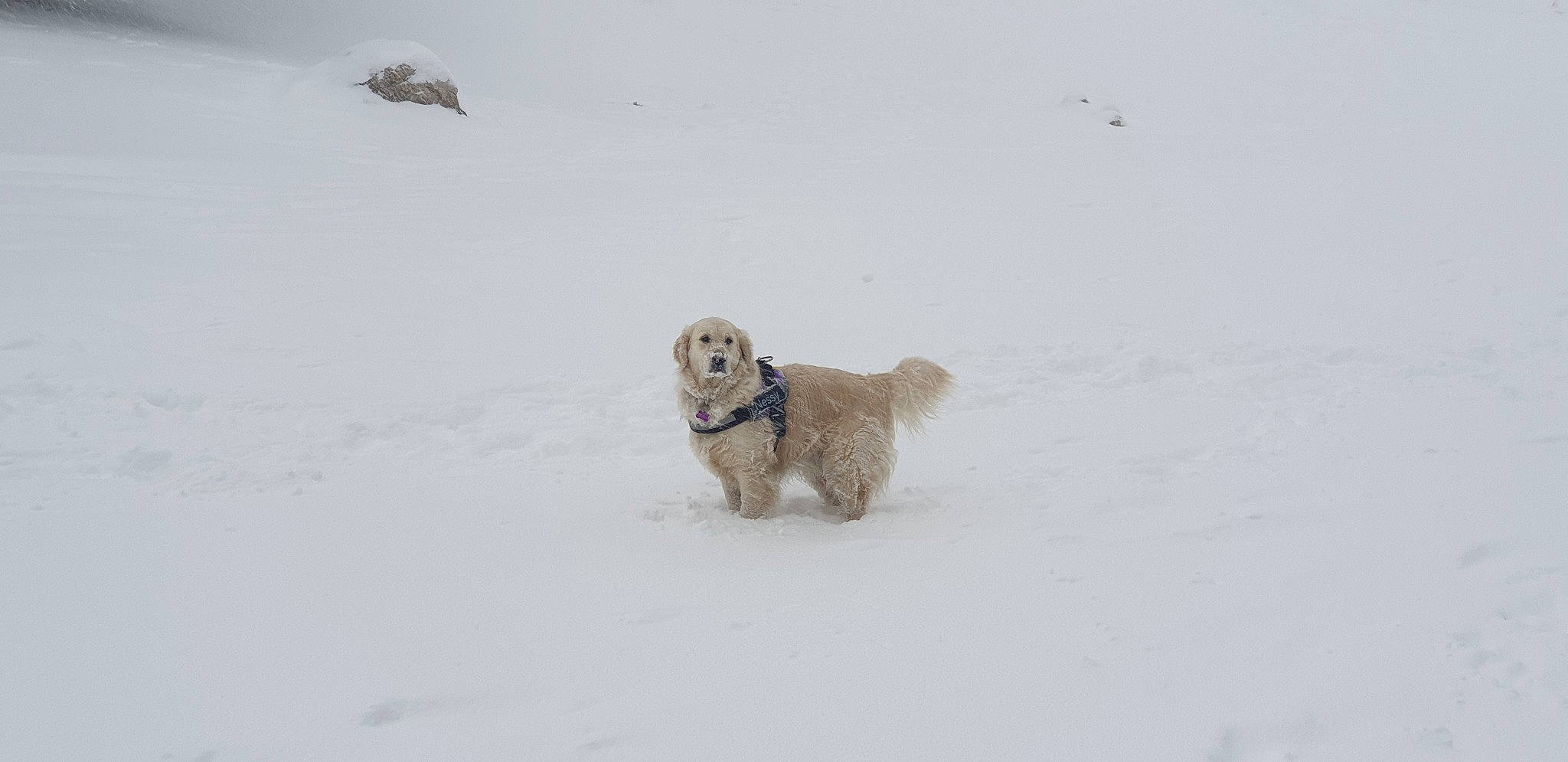 Nessy participe au concours pour gagner de l'argent avec cette photo : american_cocker_spaniel, blizzard, canidae, carnivore, cockapoo, dog, dog_breed, glen_of_imaal_terrier, golden_retriever, goldendoodle, havanese, irish_soft_coated_wheaten_terrier, lhasa_apso, petit_basset_griffon_vendeen, puppy, snow, sporting_group, tibetan_terrier, winter, winter_storm
