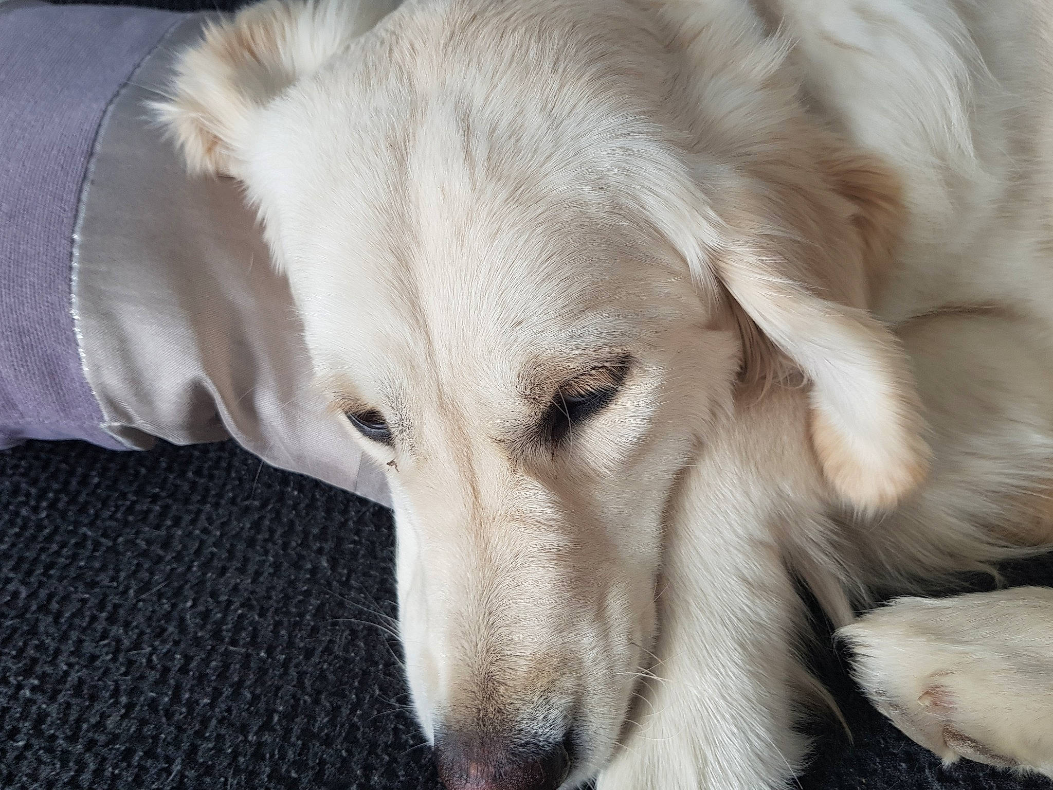 Nessy a rejoint le concours — aidez-le/la à gagner de superbes lots ! borzoi, canidae, carnivore, companion_dog, dog, dog_breed, fur, golden_retriever, longhaired_whippet, mammal, rare_breed_dog, retriever, saluki, silken_windhound, slovak_cuvac, snout, sporting_group, vertebrate