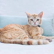 Spidou participe au concours pour gagner de l'argent avec cette photo : cat, ginger_cat, tabby, lounging, chair, cushion, outdoor, garden, pet, feline, relaxed, animal, furry, whiskers, tail, ears, collar, green_eyes, nature, daylight