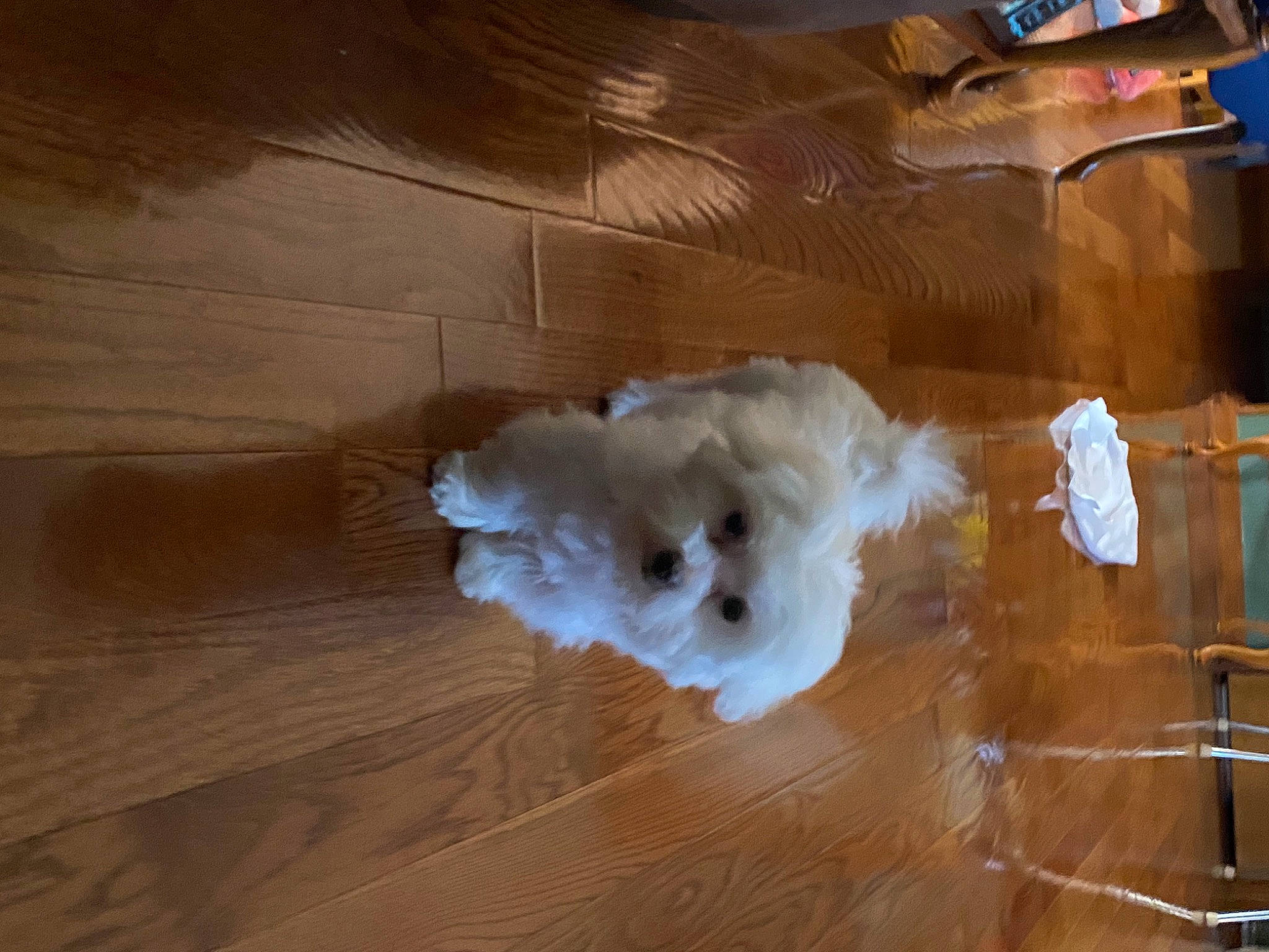 Gus is registered to the contest to win money with this photo: art, canidae, companion_dog, dog, dog_breed, felidae, floor, flooring, fur, hardwood, laminate_flooring, plywood, small_to_medium_sized_cats, sporting_group, tail, toy_dog, varnish, wood, wood_flooring, wood_stain