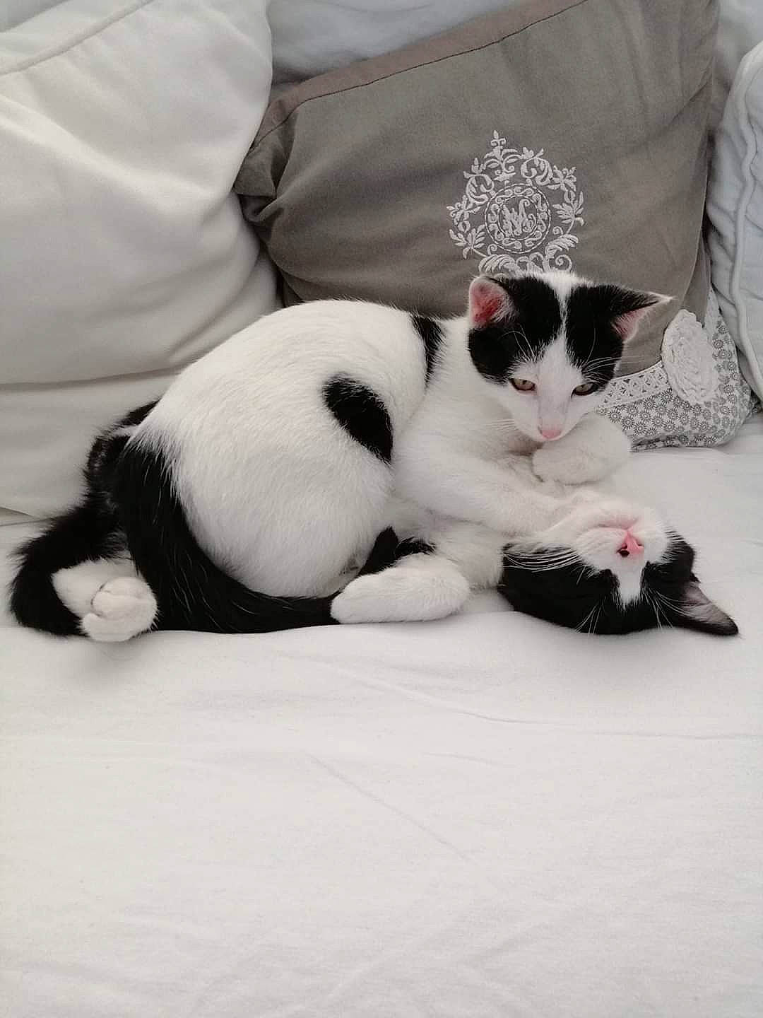 Ange Et Natsu participe au concours pour gagner de l'argent avec cette photo : black, black_and_white, carnivore, cat, domestic_short_haired_cat, ear, felidae, fur, japanese_bobtail, kitten, mammal, paw, polydactyl_cat, skin, small_to_medium_sized_cats, tail, whiskers, white