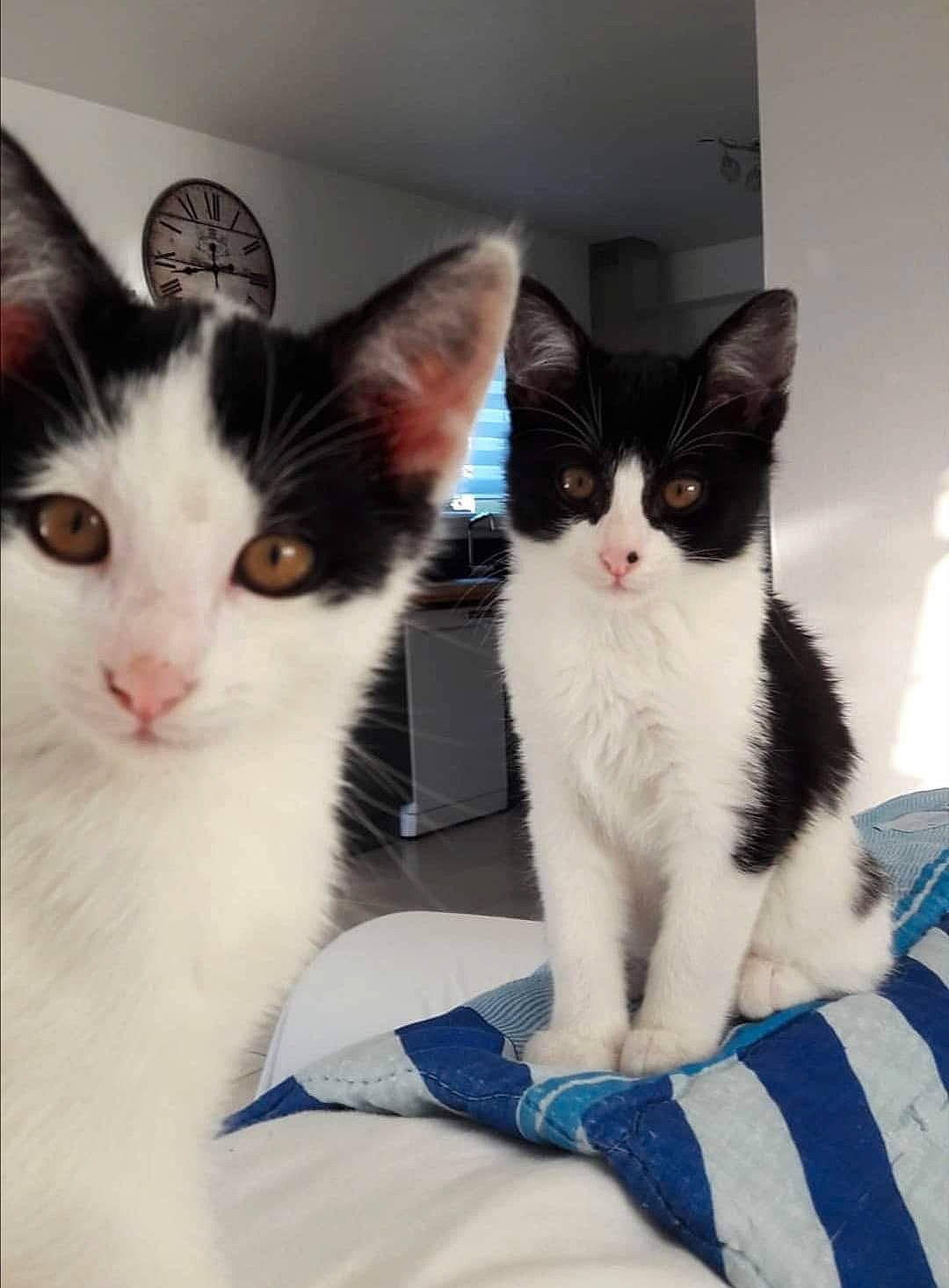 Ange Et Natsu participe au concours pour gagner de l'argent avec cette photo : aegean_cat, american_wirehair, carnivore, cat, domestic_short_haired_cat, european_shorthair, felidae, kitten, mammal, ojos_azules, polydactyl_cat, small_to_medium_sized_cats, turkish_angora, turkish_van, vertebrate, whiskers