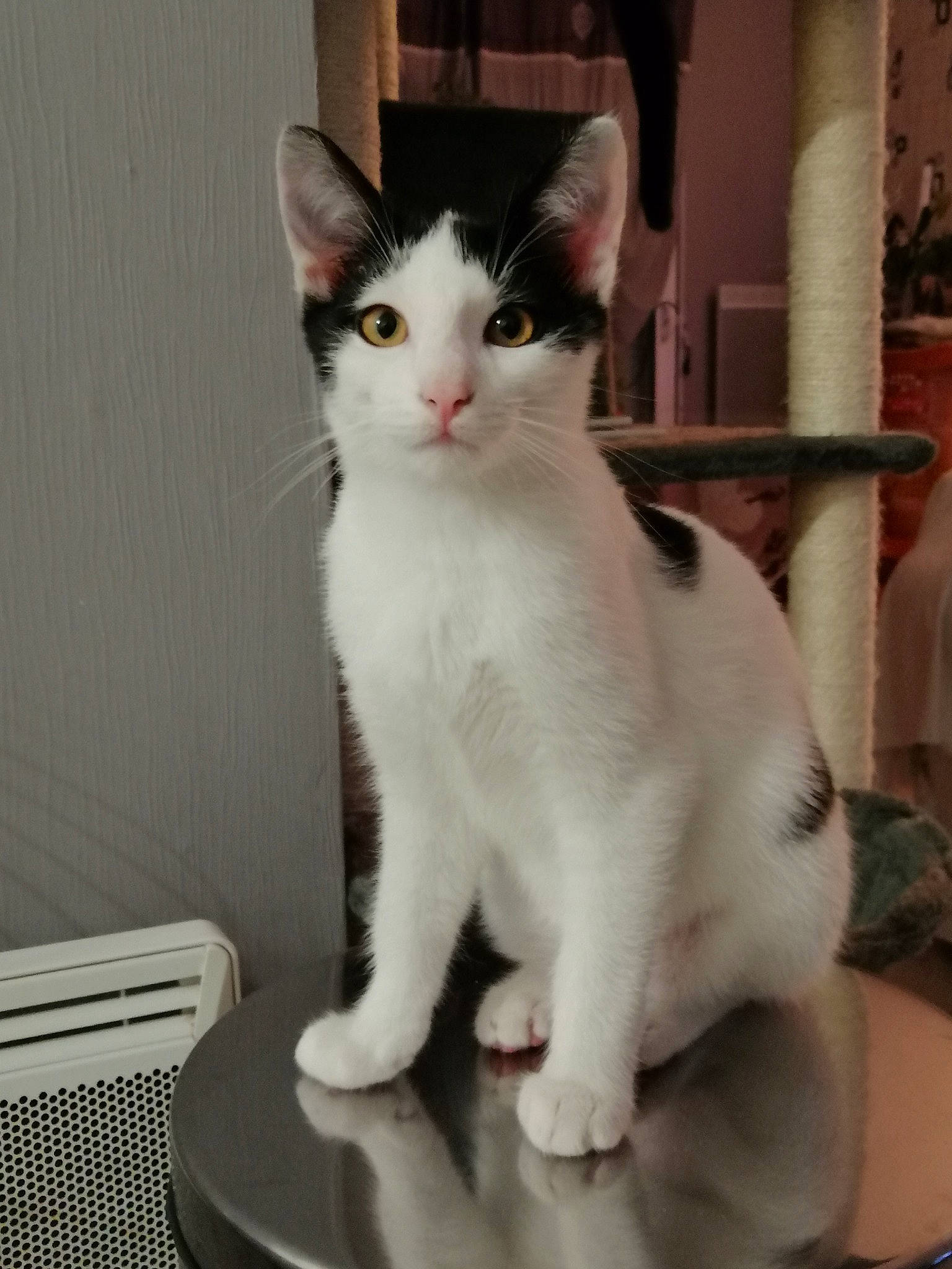 Ange Et Natsu a rejoint le concours — aidez-le/la à gagner de superbes lots ! aegean_cat, american_wirehair, asian, carnivore, cat, domestic_short_haired_cat, ear, felidae, japanese_bobtail, javanese, kitten, mammal, polydactyl_cat, small_to_medium_sized_cats, tail, turkish_angora, turkish_van, vertebrate, whiskers