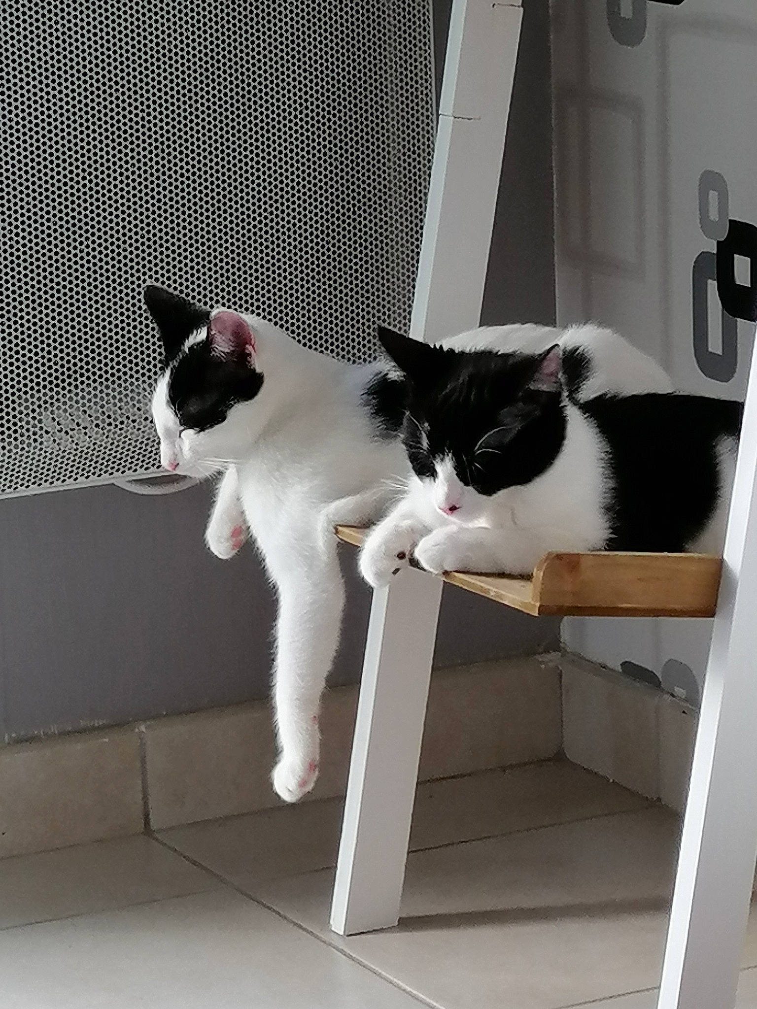 Ange Et Natsu a rejoint le concours — aidez-le/la à gagner de superbes lots ! black_and_white, carnivore, cat, domestic_short_haired_cat, felidae, japanese_bobtail, kitten, polydactyl_cat, room, small_to_medium_sized_cats, tail, whiskers, window