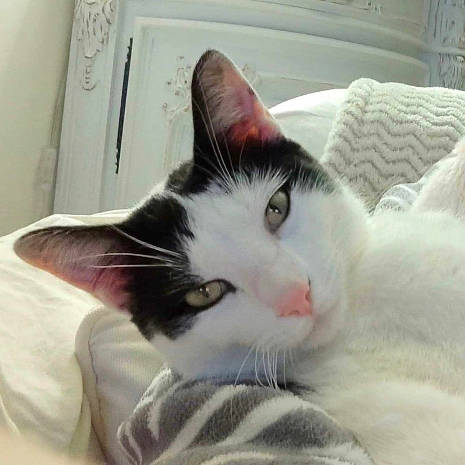 Ange participe au concours pour gagner de l'argent avec cette photo : abyssinian, angora, animal, bed, bedroom, blanket, cat, couch, cushion, furniture, homedecor, indoors, kitten, manx, person, pet, quilt, room, sleeping, white