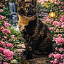 cat, tortoiseshell_cat, green_eyes, pink_flowers, garden, lantern, waterfall, stone_path, petals, spring, outdoor, portrait, feline, whiskers, sitting, bokeh, nature, foliage, closeup, calm