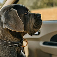 Uno a rejoint le concours — aidez-le/la à gagner de superbes lots ! dog, pet, canine, car_interior, collar, side_profile, gray_fur, close_up, window, seat, domestic_animal, looking_away, animal_portrait, sunlight, daylight, vehicle, travel, calm, sitting, ears