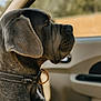 dog, pet, canine, car_interior, collar, side_profile, gray_fur, close_up, window, seat, domestic_animal, looking_away, animal_portrait, sunlight, daylight, vehicle, travel, calm, sitting, ears