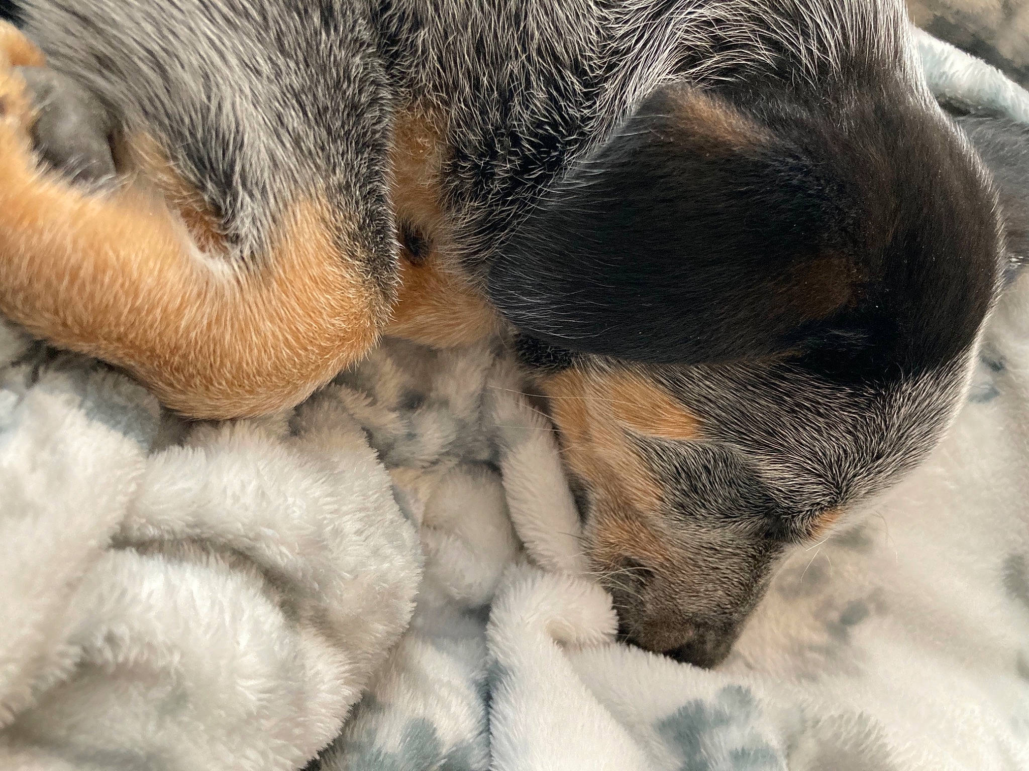 Enzo is registered to the contest to win money with this photo: canidae, carnivore, claw, comfort, companion_dog, dog, dog_breed, ear, fawn, felidae, fur, nap, nose, paw, sleep, snout, sporting_group, tail, terrestrial_animal, whiskers