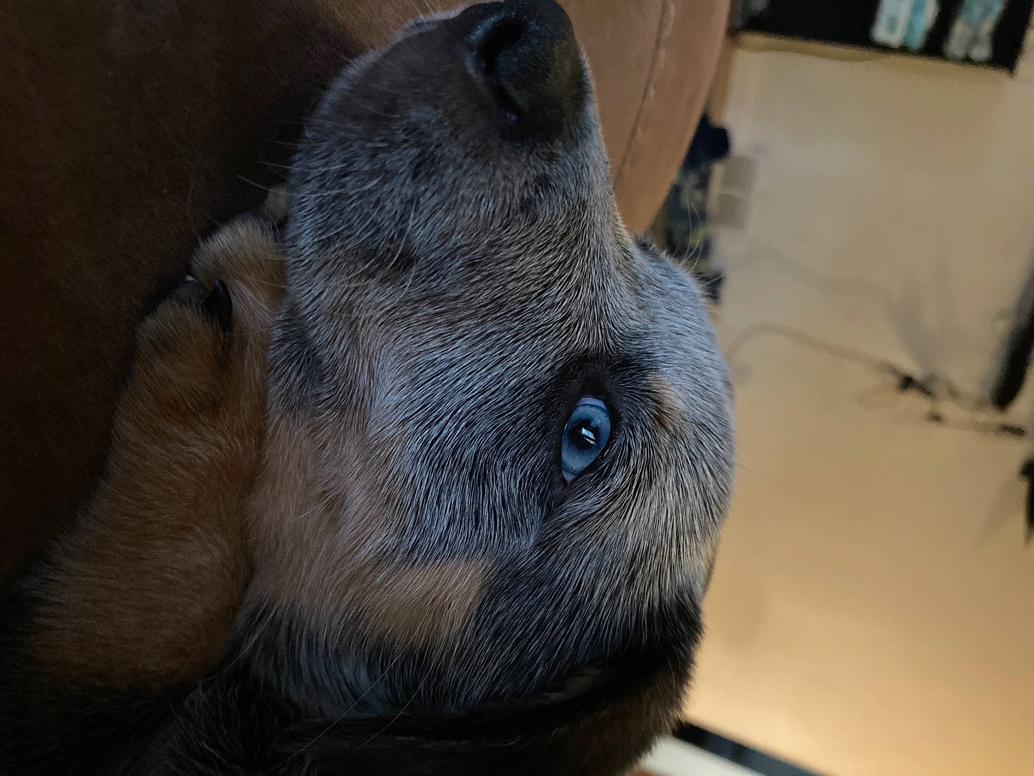 Enzo is registered to the contest to win money with this photo: canidae, carnivore, comfort, companion_dog, dog, dog_breed, ear, fawn, fur, liver, non_sporting_group, sporting_group, terrestrial_animal, whiskers, wood, working_animal, wrinkle