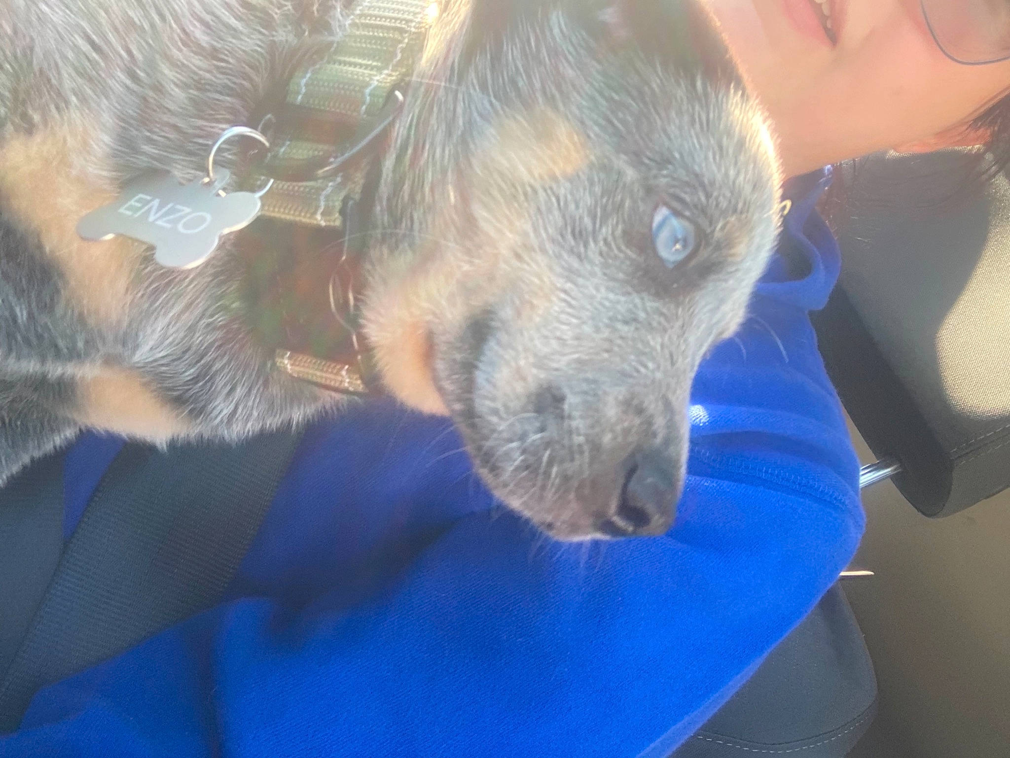 Enzo is registered to the contest to win money with this photo: blue, canidae, carnivore, claw, comfort, companion_dog, dog, dog_breed, ear, electric_blue, fawn, fur, nap, puppy, snout, sporting_group, terrestrial_animal, whiskers, wildlife, working_animal