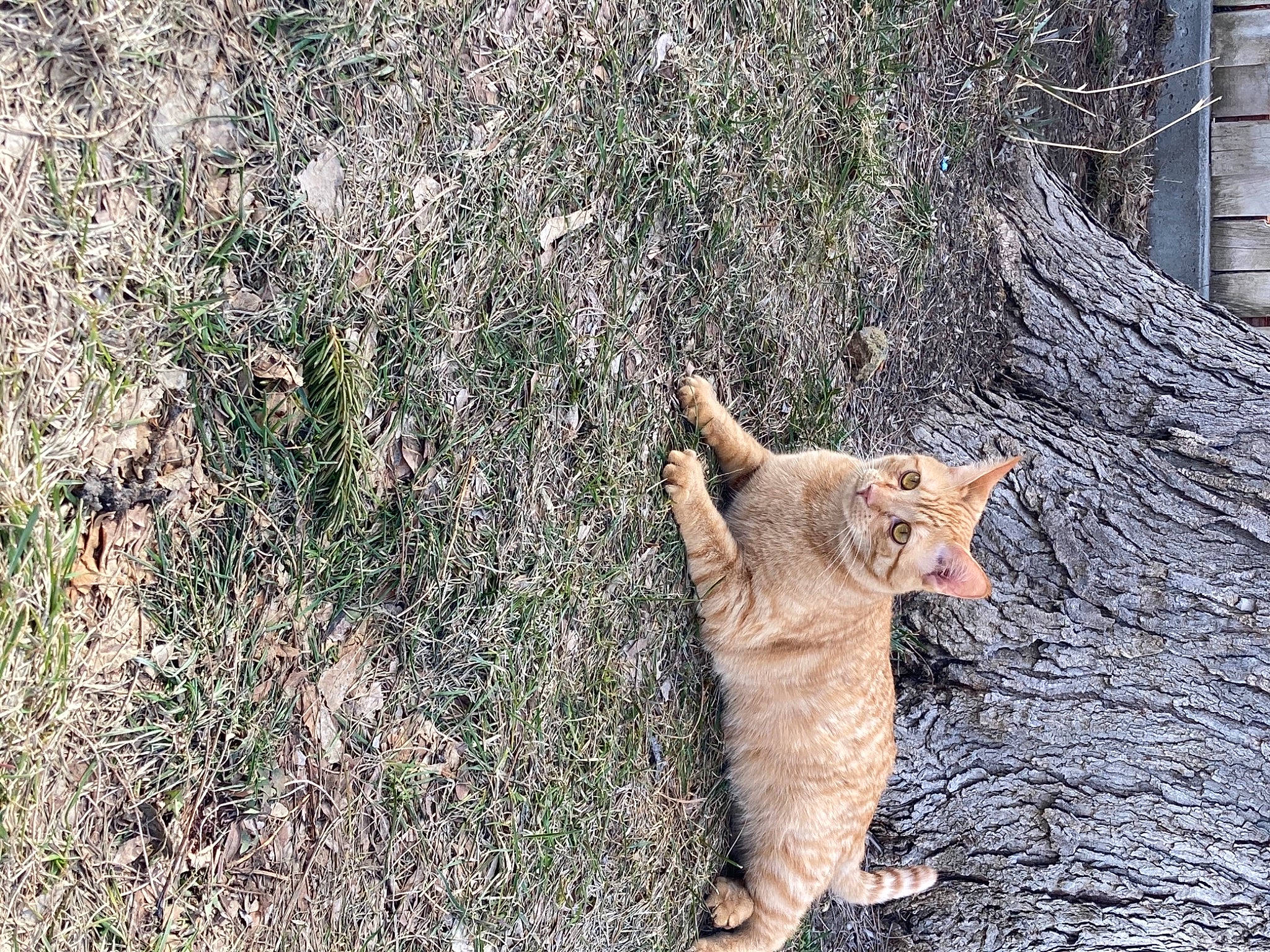 Spaz joined the competition — help win amazing prizes! canidae, carnivore, cat, dog_breed, eye, fawn, felidae, grass, groundcover, plant, road_surface, small_to_medium_sized_cats, snout, sporting_group, tail, terrestrial_animal, tree, trunk, whiskers, wood