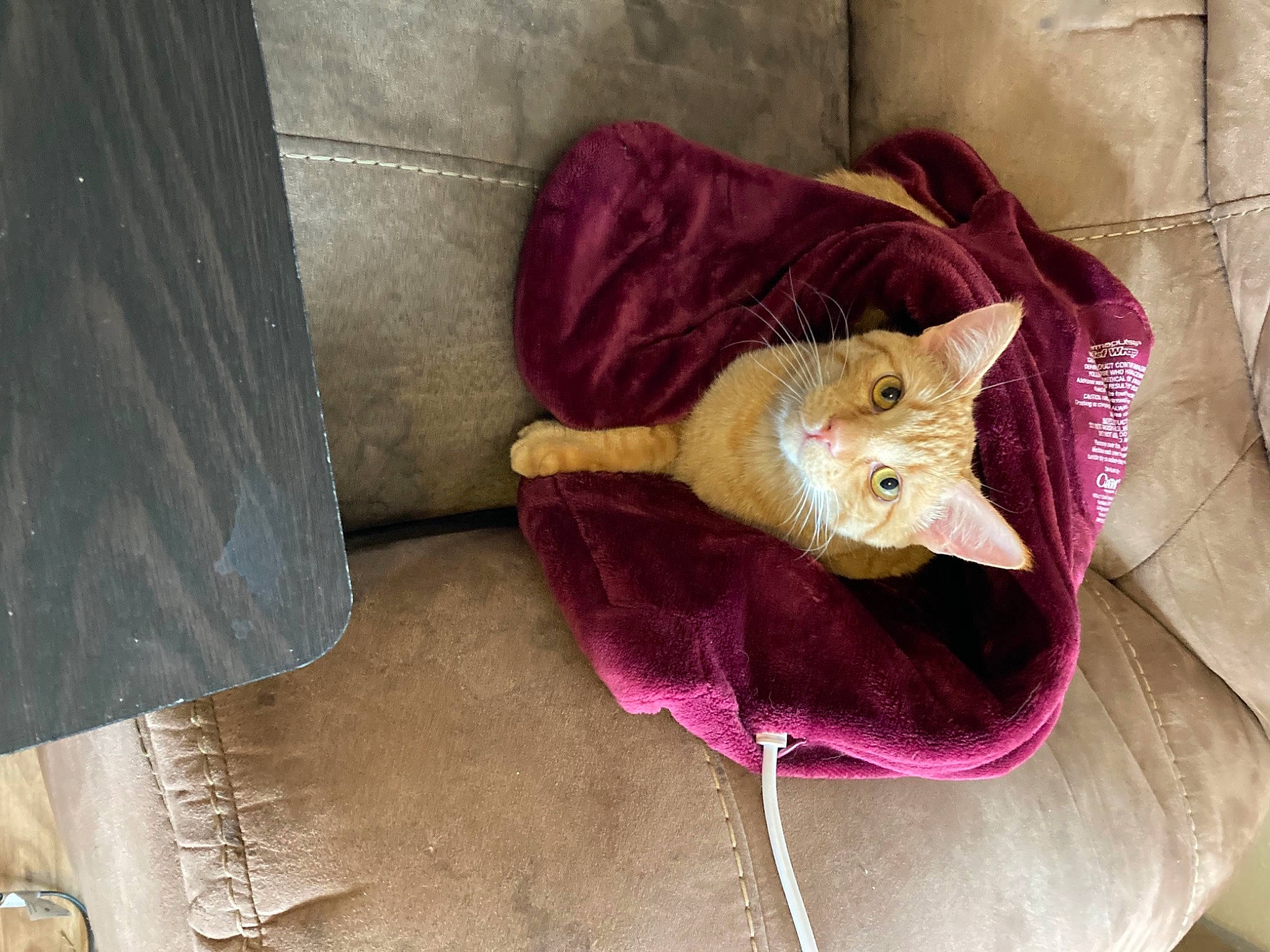 Spaz is registered to the contest to win money with this photo: carnivore, cat, domestic_short_haired_cat, fashion_accessory, fawn, felidae, flooring, fur, linens, magenta, petal, plant, purple, small_to_medium_sized_cats, snout, tail, textile, whiskers, wood, wool