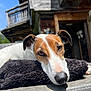 animal, brown_and_white, calm, closeup, cushion, daylight, dog, ears, fur, nature, nose, outdoor, peaceful, pet, portrait, relaxation, resting, snout, sunlight, wooden_cabin