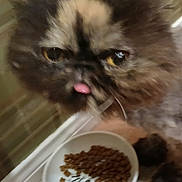 Cinnamon is registered to the contest to win money with this photo: animal, black, blurry, brown, cat, close_up, cute, domestic_cat, dry_food, ears, face, feline, food_bowl, furry, indoor, pet, tile_floor, tongue_out, whiskers, white