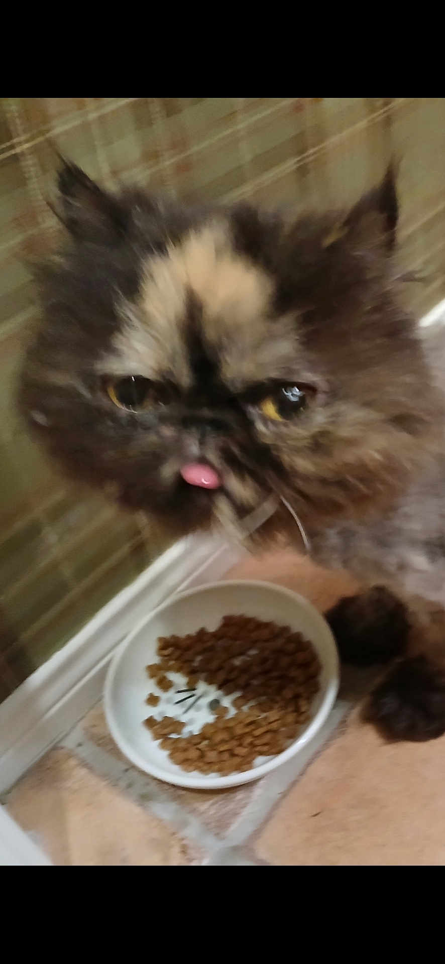 Cinnamon