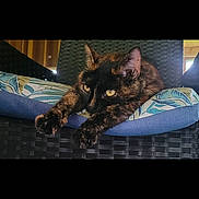 Ellie joined the competition — help win amazing prizes! cat, tortoiseshell_cat, yellow_eyes, cushion, chair, wicker, indoor, pet, relaxed, stretching, feline, fur, whiskers, ears, paws, home, resting, patterned, comfortable, domestic