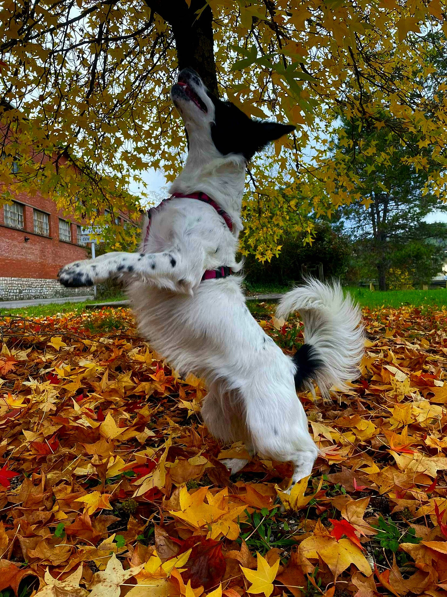Iris a rejoint le concours — aidez-le/la à gagner de superbes lots ! autumn, companion_dog, deciduous, dog_breed, fawn, fox_squirrel, fur, grass, leaf, plant, rabbits_and_hares, squirrel, tail, terrestrial_animal, tree, trunk, twig, whiskers, window, wood